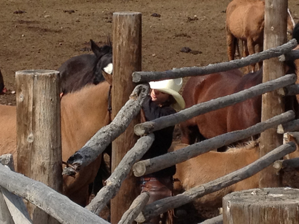 Home Ranch horses